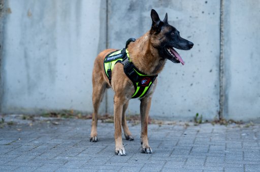 Harnas Primal Dog Sport