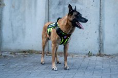 GuardianPro Tactical Harness - neon yellow - L
