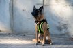PDS7030 GuardianPro Tactical Harness - neon yellow - XL