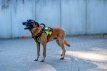 PDS7030 GuardianPro Tactical Harness - neon yellow - XL
