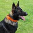 S03912 lederen halsband met handvat 'DRAGO'  40-48 CM - oranje